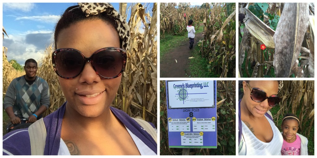 corn maze