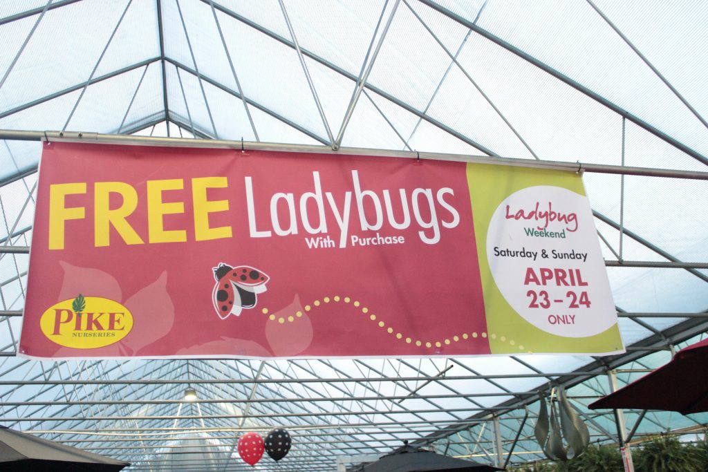 Ladybugs are most commonly seen as lucky little beetles but do you know how they got this reputation? Read on to see how and what they're REALLY for. 