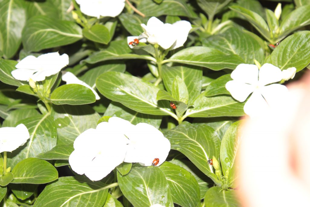 Ladybugs are most commonly seen as lucky little beetles but do you know how they got this reputation? Read on to see how and what they're REALLY for. 